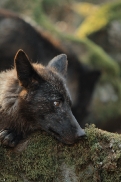 Pup11m12KasselburgKati_Young-62