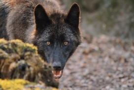 Pup11m12KasselburgKati_Young-64