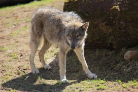 Pup11m13EekholtElli_Alexander-02