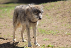 Pup11m13EekholtElli_Alexander-06