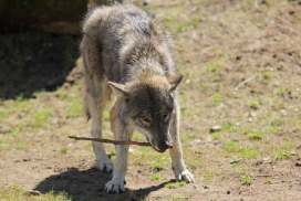 Pup11m13EekholtElli_Alexander-08