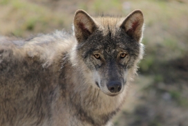 Pup11m13EekholtElli_Alexander-09