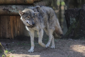 Pup11m13EekholtElli_Alexander-13