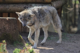 Pup11m13EekholtElli_Alexander-14