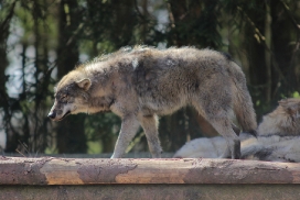 Pup11m13EekholtElli_Alexander-15