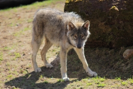 Pup11m13EekholtElli_Alexander-17