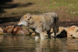 Pup11m13EekholtElli_Janosch-01