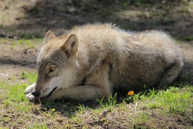 Pup11m13EekholtElli_Janosch-02