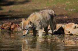 Pup11m13EekholtElli_Janosch-09