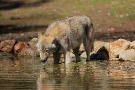 Pup11m13EekholtElli_Janosch-10
