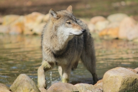 Pup11m13EekholtElli_Janosch-13