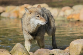 Pup11m13EekholtElli_Janosch-14
