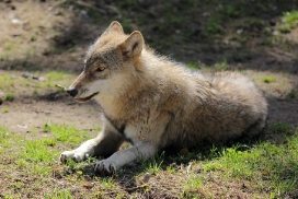 Pup11m13EekholtElli_Janosch-15
