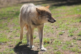 Pup11m13EekholtElli_Mascha-01
