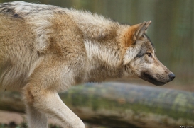 Pup11m17SaerbeckKati_Son-05