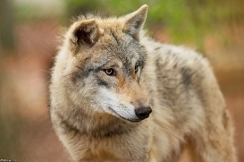 Pup11m19OlderdissenKati_Bjelle-04