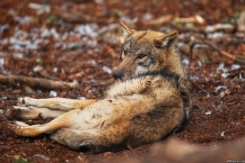 Pup11m19OlderdissenKati_Ylvi-01