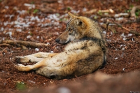 Pup11m19OlderdissenKati_Ylvi-02
