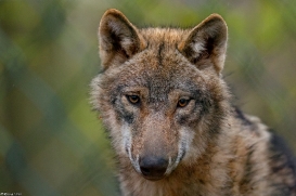Pup11m19OlderdissenKati_Ylvi-03