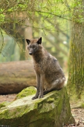 Pup12m12EderseeKati_Ceyla-13