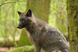 Pup12m12EderseeKati_Ceyla-14