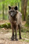 Pup12m12EderseeKati_Ceyla-26