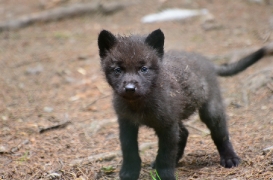 Pup1m12EderseeBineG_ceyla-03