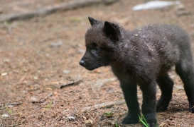 Pup1m12EderseeBineG_ceyla-04