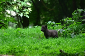 Pup1m12EderseeBineG_ceyla-18