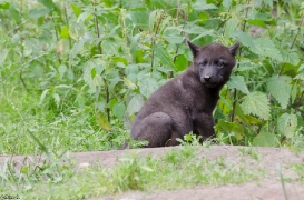 Pup1m13LueneburgBineG_black-01