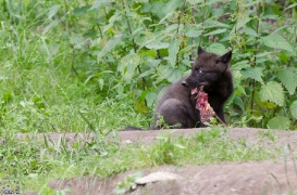 Pup1m13LueneburgBineG_black-05