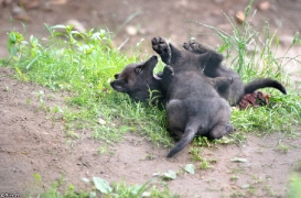Pup1m13LueneburgBineG_black-12