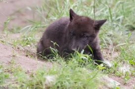Pup1m13LueneburgBineG_black-16