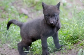 Pup1m13LueneburgBineG_black-19