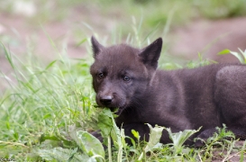 Pup1m13LueneburgBineG_black-21