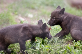 Pup1m13LueneburgBineG_black-22