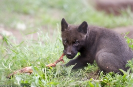 Pup1m13LueneburgBineG_black-23