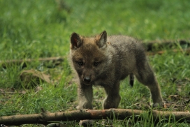 Pup5w12EderseeKati_Kiley-10
