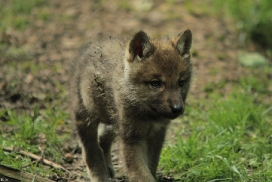 Pup5w12EderseeKati_Kiley-11