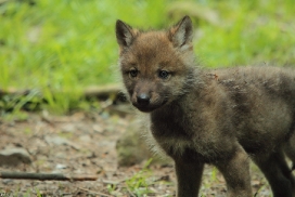Pup5w12EderseeKati_Kiley-13