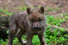 Pup1m12EderseeBineG_kiley-06
