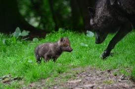 Pup1m12EderseeBineG_kiley-13