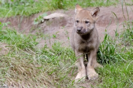 Pup1m13LueneburgBineG_brown-04