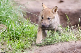 Pup1m13LueneburgBineG_brown-11