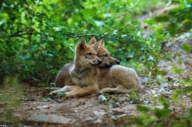 Pup8w18OlderdissenKati-All-02