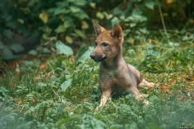 Pup8w18OlderdissenKati-ylvi-01