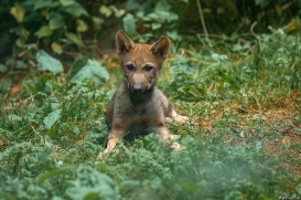 Pup8w18OlderdissenKati-ylvi-02