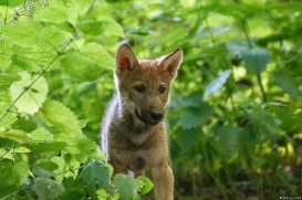 Pup8w18OlderdissenKati-ylvi-05