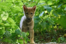 Pup8w18OlderdissenKati-ylvi-06
