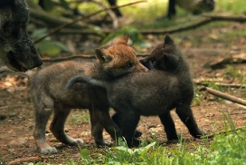Pup5w12EderseeKati_Both-01